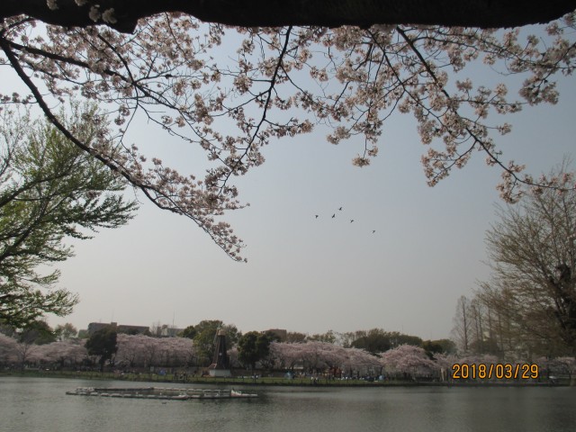 浮間公園桜