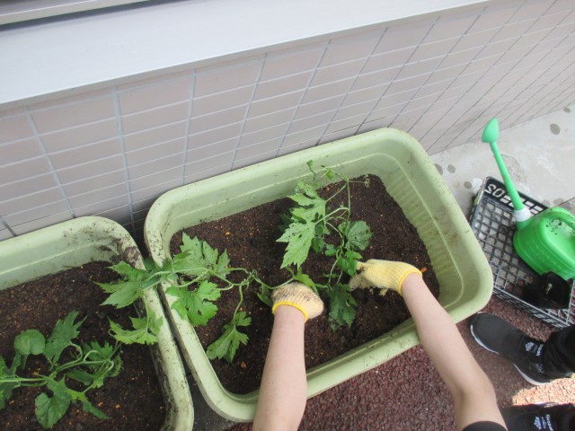 緑のカーテン①